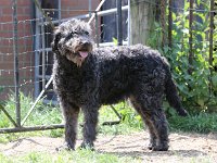 Puppys van Bliss040622-0137